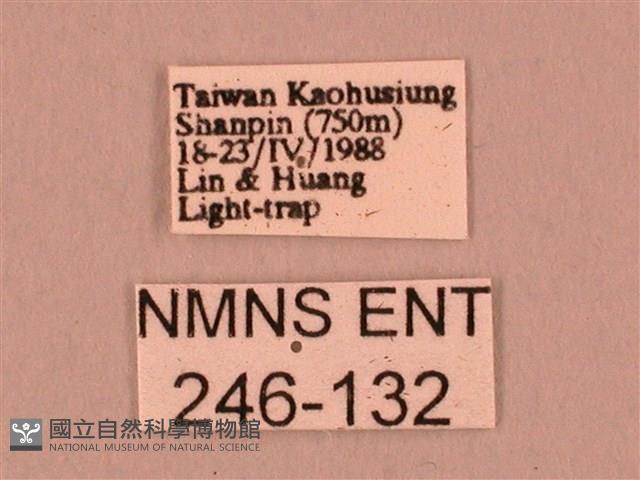 栗六點天蛾藏品圖，第3張