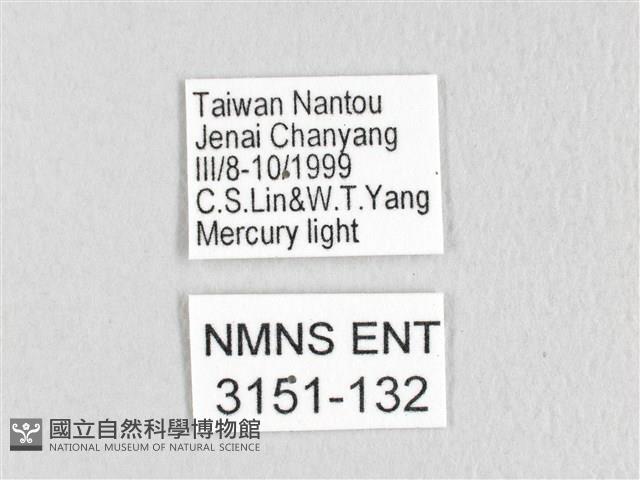 銀肩枯葉蛾藏品圖，第3張