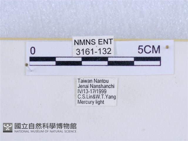 巨網燈蛾藏品圖，第3張