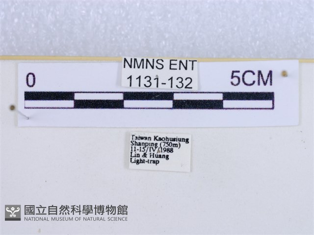 閃光苔蛾藏品圖，第3張