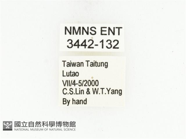 藍艷白點花金龜藏品圖，第2張