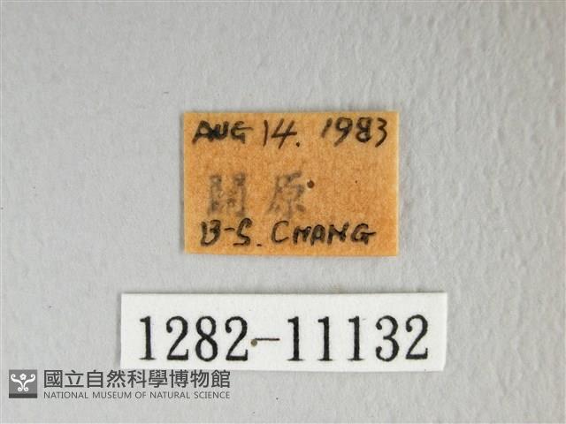 銀肩枯葉蛾藏品圖，第3張