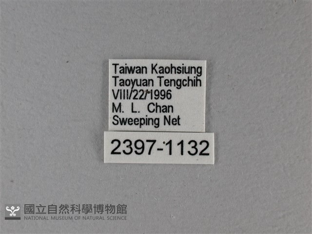 小星弄蝶藏品圖，第3張