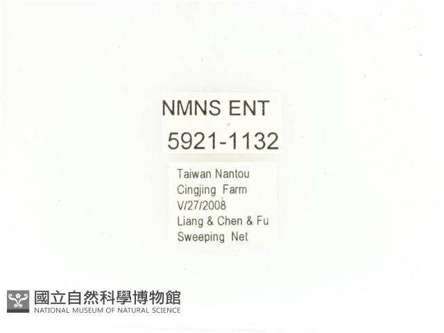 銅艷白點花金龜藏品圖，第2張