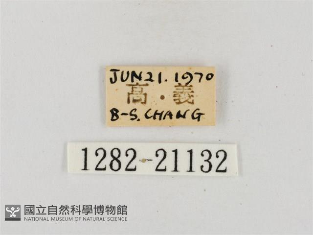 昏列弄蝶藏品圖，第3張