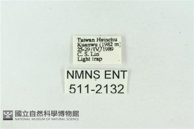 臺雪苔蛾藏品圖，第3張