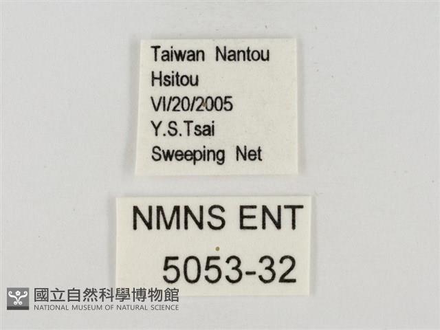 連紋袖弄蝶臺灣亞種藏品圖，第3張