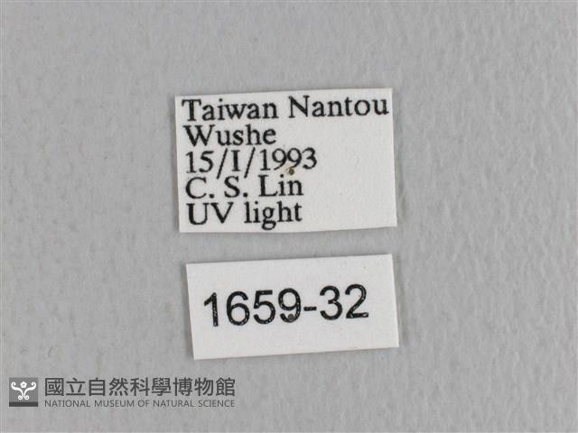 川邊氏枯葉蛾藏品圖，第3張