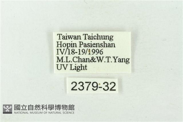 連珠波紋蛾藏品圖，第3張