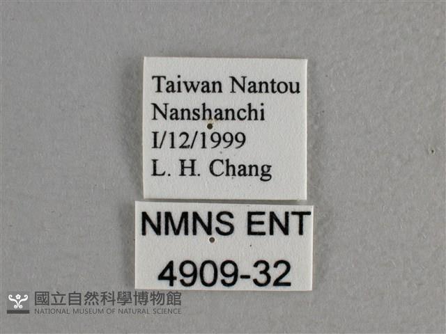 寬邊橙斑弄蝶藏品圖，第3張