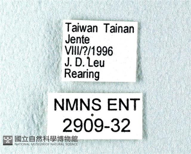 花鳳蝶、無尾鳳蝶藏品圖，第3張