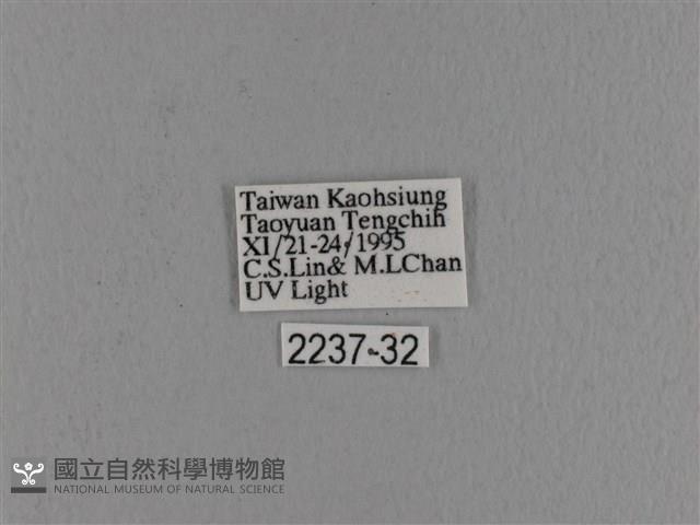 波紋枯葉蛾藏品圖，第3張