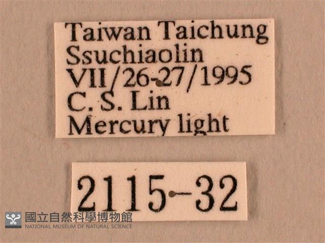 背線天蛾藏品圖，第3張