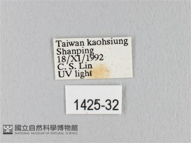 緣斑枯葉蛾藏品圖，第3張