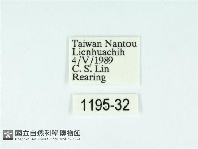 黃肩奇蛾藏品圖，第3張