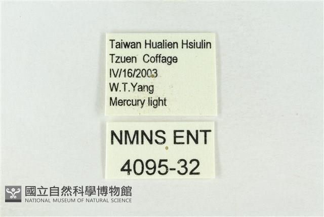 連珠波紋蛾藏品圖，第3張