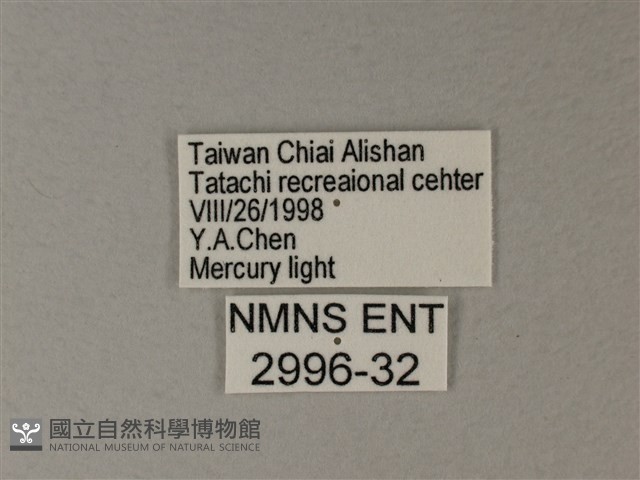 苧麻細蝶藏品圖，第3張