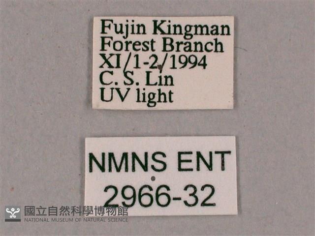 細斜紋霜天蛾藏品圖，第3張