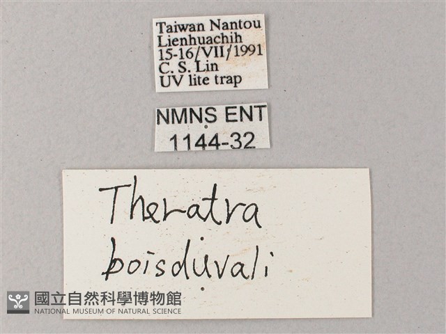 間斷斜紋天蛾藏品圖，第3張