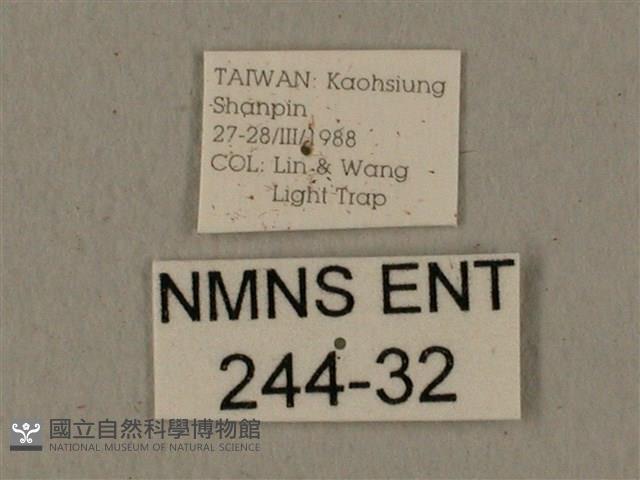 全緣缺角天蛾藏品圖，第3張