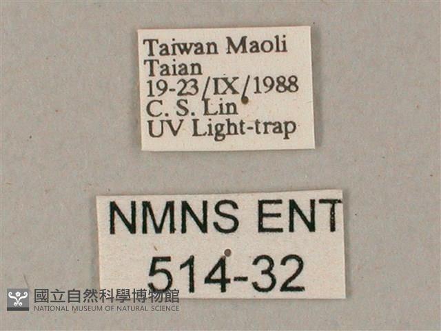 綠背斜紋天蛾藏品圖，第3張