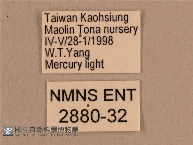 背線天蛾藏品圖，第3張