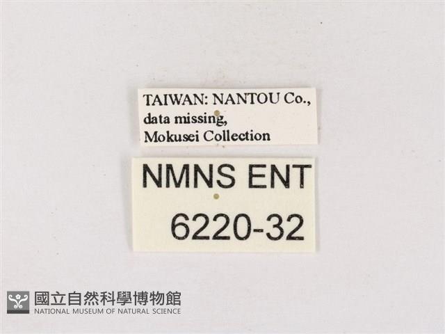 墨點灰蝶藏品圖，第3張