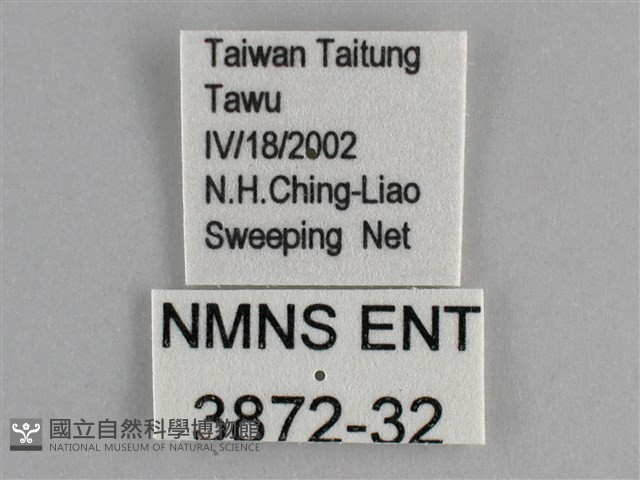 鱗紋眼蛺蝶藏品圖，第3張