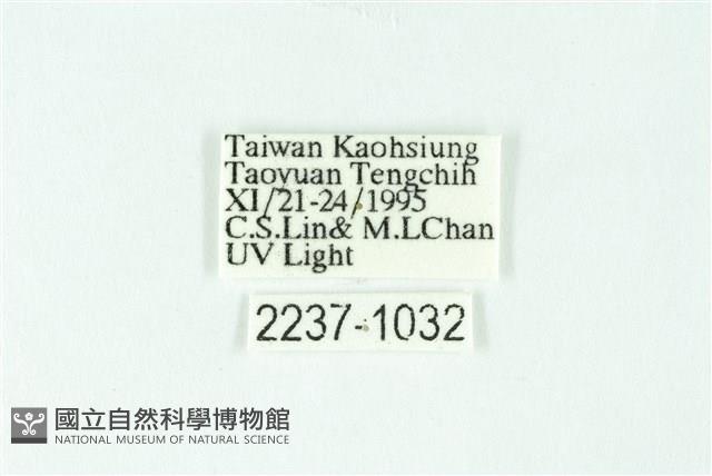 三條橙燈蛾藏品圖，第3張