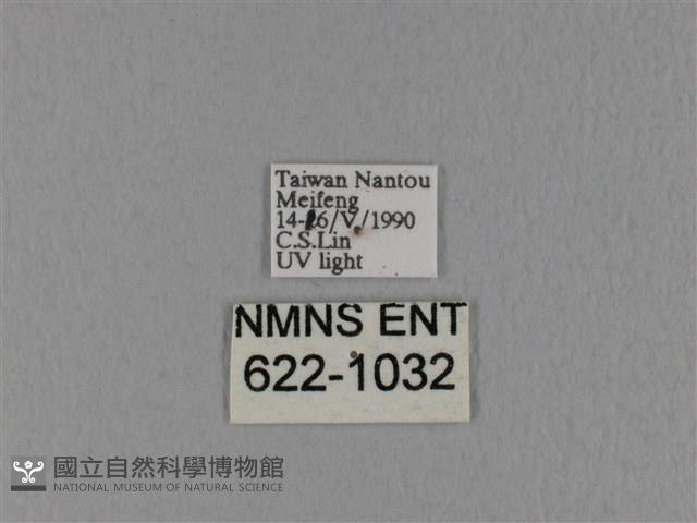 隱波紋枯葉蛾藏品圖，第3張