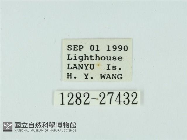 琉球雲紋網蛾藏品圖，第3張