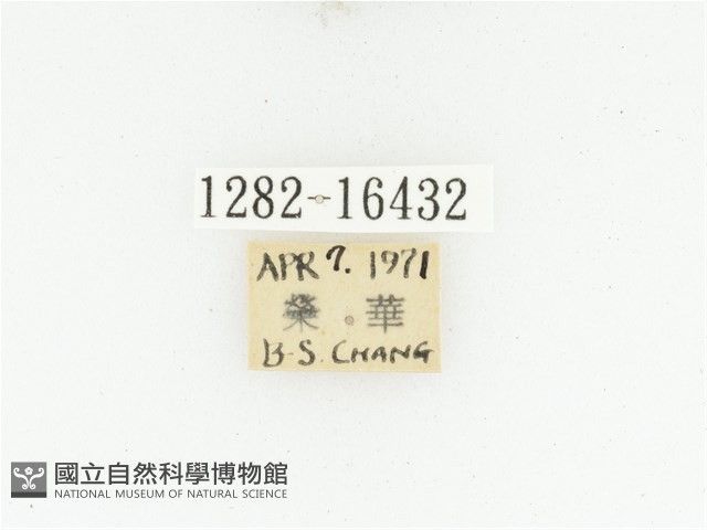 黑斑陷紋金龜藏品圖，第2張