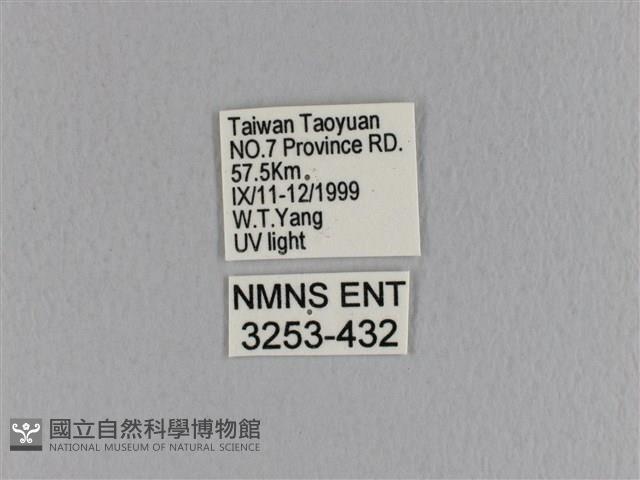 大褐斑枯葉蛾藏品圖，第3張