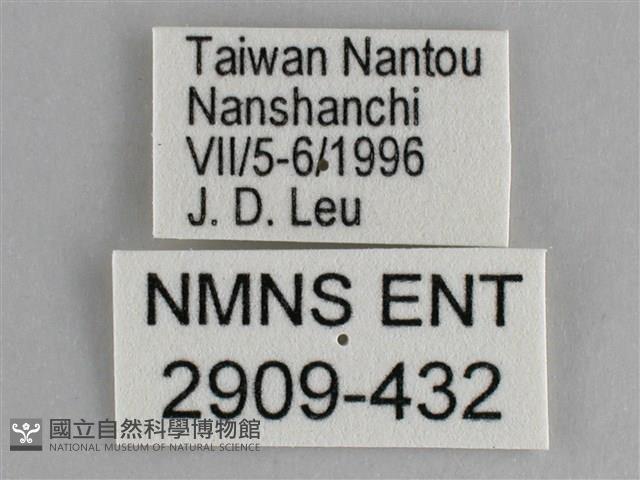 鋸粉蝶藏品圖，第3張