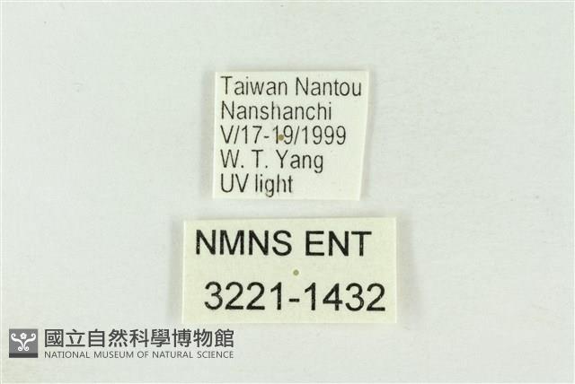 棍棒污燈蛾藏品圖，第3張