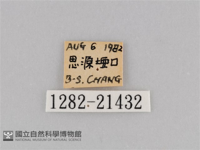 深山黛眼蝶藏品圖，第3張