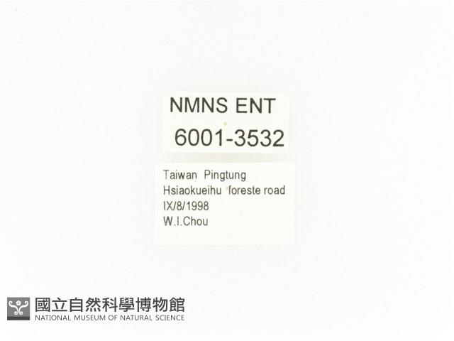 小扇角金龜藏品圖，第2張