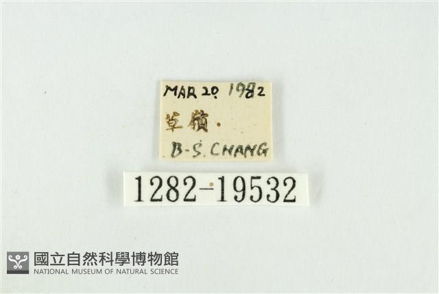 黑翅黃毒蛾藏品圖，第3張