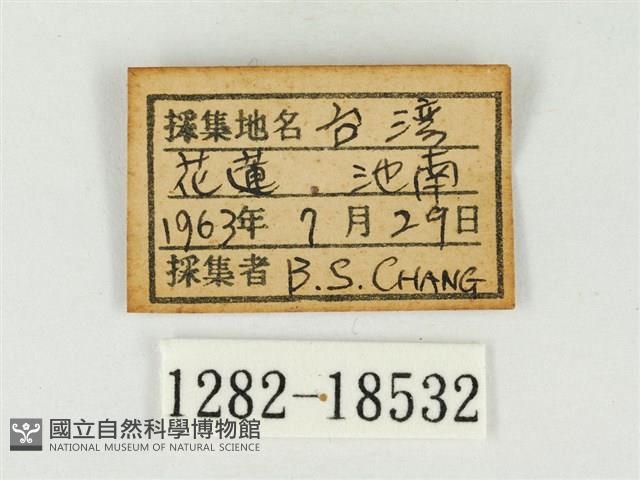 大娜波灰蝶藏品圖，第3張