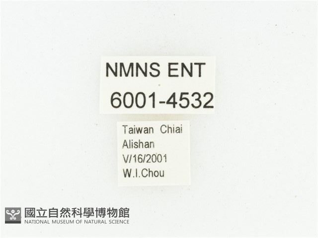 巴蘭陷紋金龜藏品圖，第2張