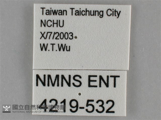細波遷粉蝶藏品圖，第3張