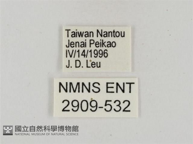 淡褐脈粉蝶藏品圖，第3張