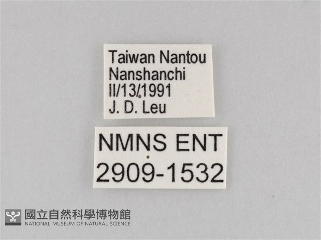 大波眼蝶藏品圖，第3張