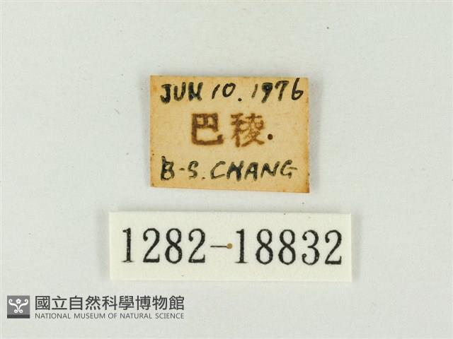 燕尾紫灰蝶藏品圖，第3張