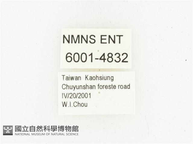 巴蘭陷紋金龜藏品圖，第2張