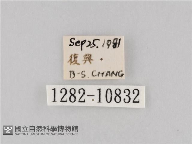 斜紋夜盜蛾藏品圖，第3張