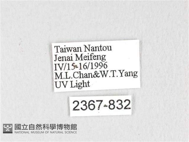 銀肩枯葉蛾藏品圖，第3張