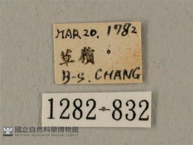 全緣缺角天蛾藏品圖，第3張