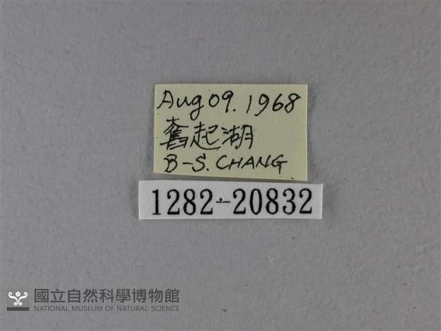 小星弄蝶藏品圖，第3張