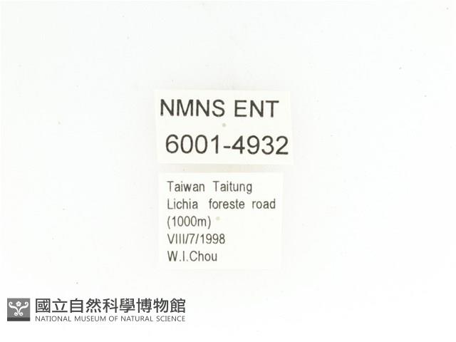 藍艷白點花金龜藏品圖，第2張